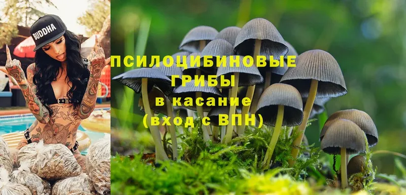 Галлюциногенные грибы Psilocybine cubensis  Курлово 